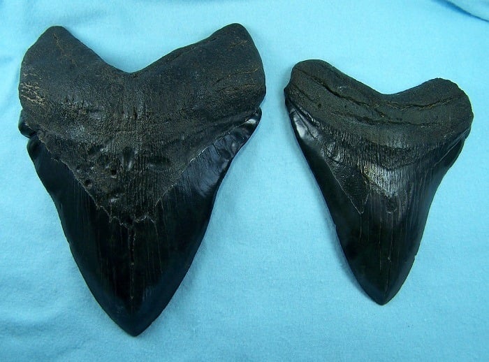 Coolest Sharks Megalodon Teeth
