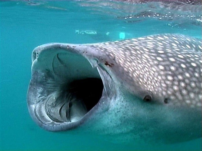 Coolest Sharks Whale Shark Mouth