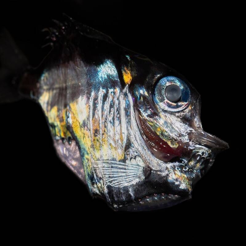 Silver Hatchetfish