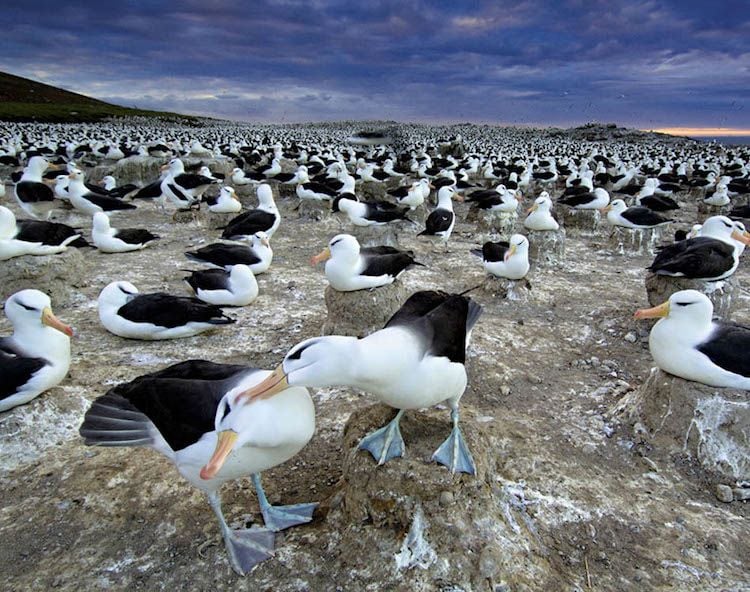 Animal Migration Photographs Albatrosses