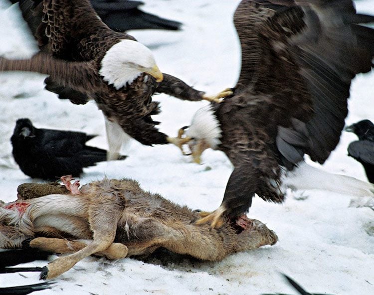 Animal Migration Bald Eagles