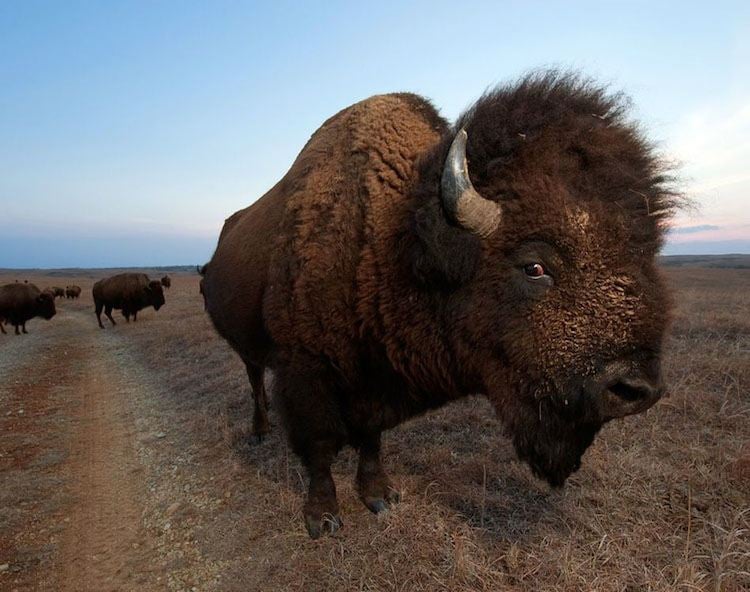 Bison Migration Picture