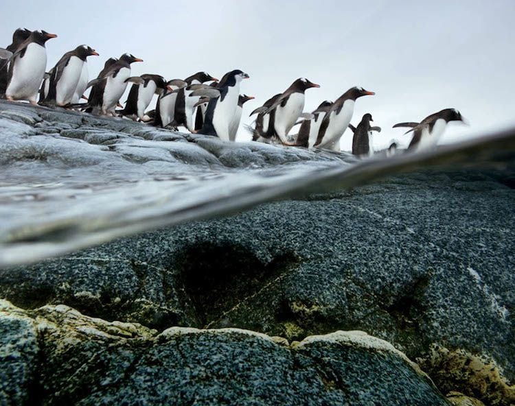 Gentoo Penguins Migration