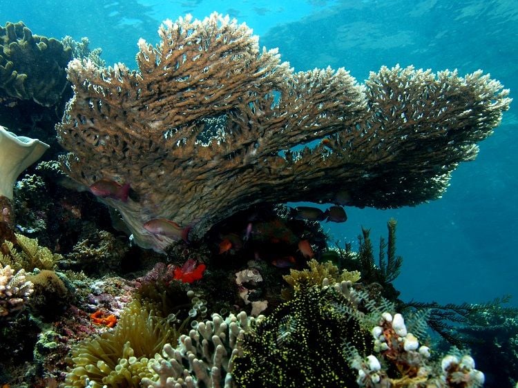 Animal Warnings Coral