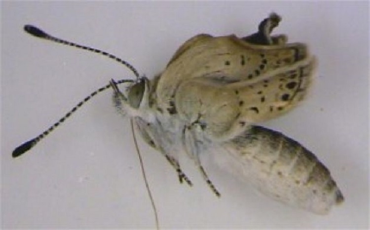 Animal Warnings Deformed Butterfly