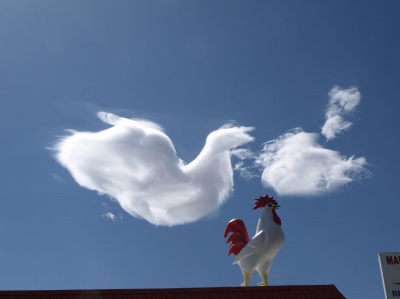 Rooster Cloud
