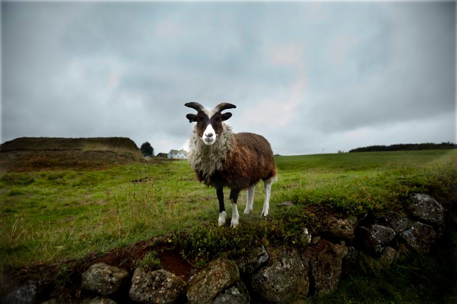 Goat In Iceland Photo