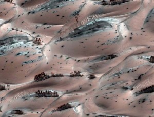 Martian Landscape Alien Trees