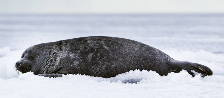 Nerpa Seal