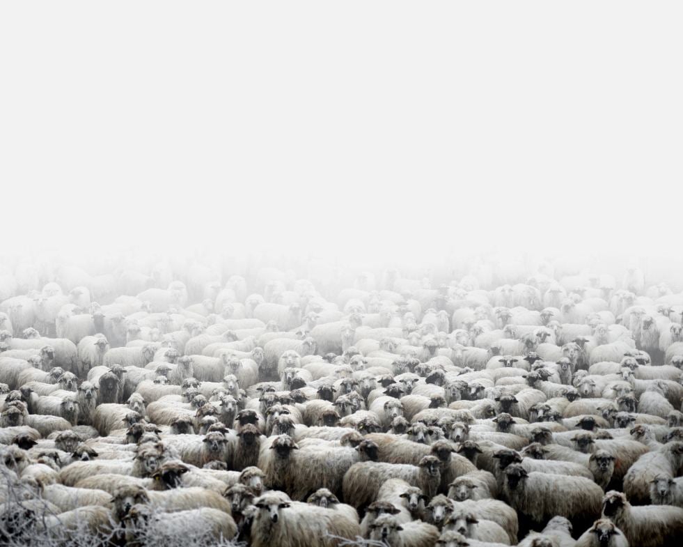 Romania Sheep