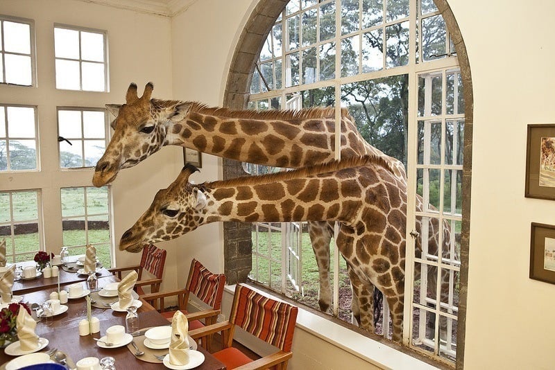 Eating Giraffes Dining Room