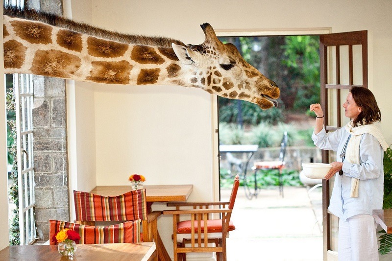 Eating Giraffes Person