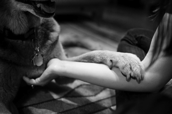 Joy Sessions Paws
