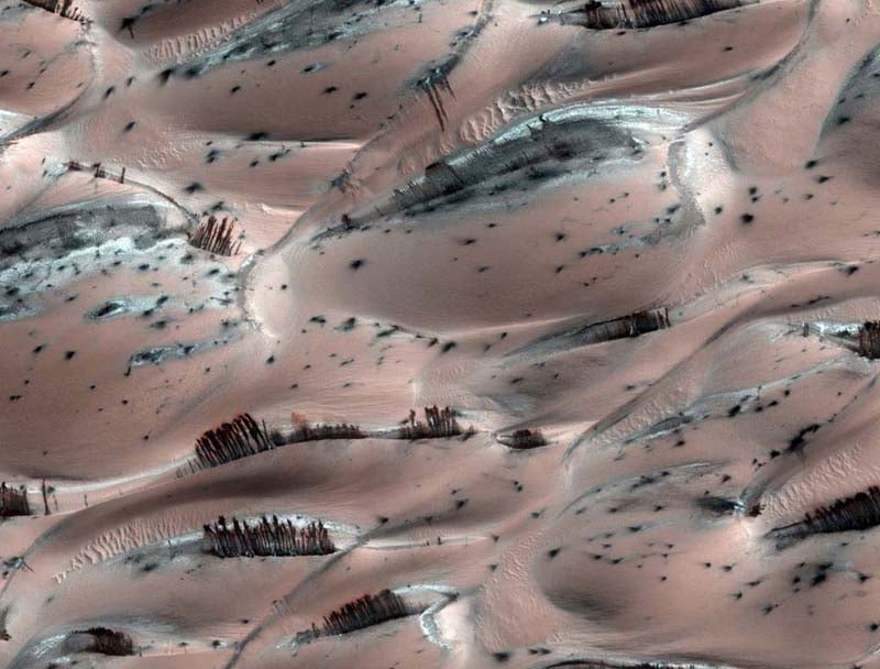 Mars Landscape Alien Trees