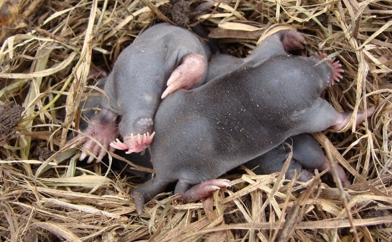 Ugliest Animals Star Nosed Mole