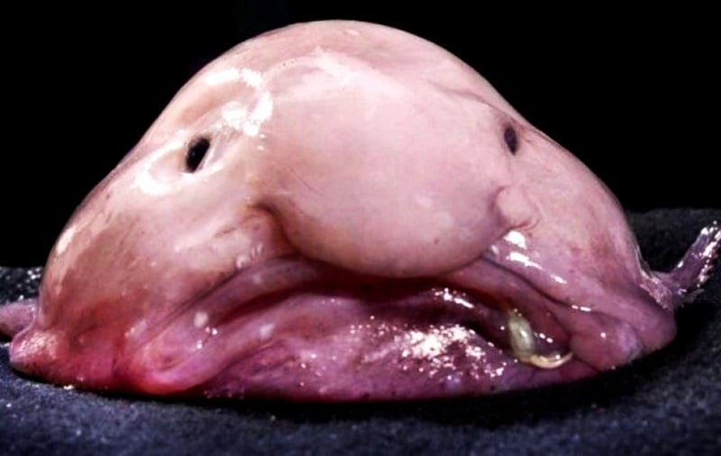 Ugliest Animals Blobfish Up Close