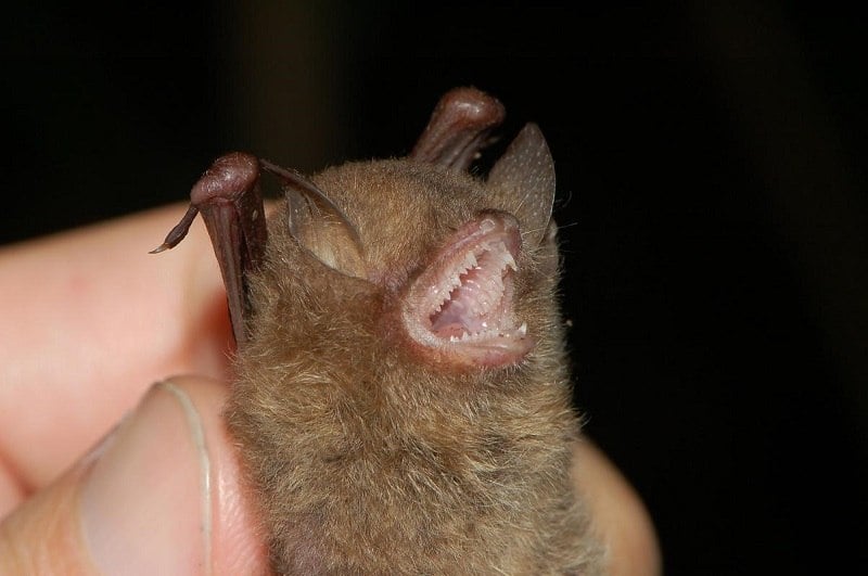 Ugliest Animals Woolly Bat
