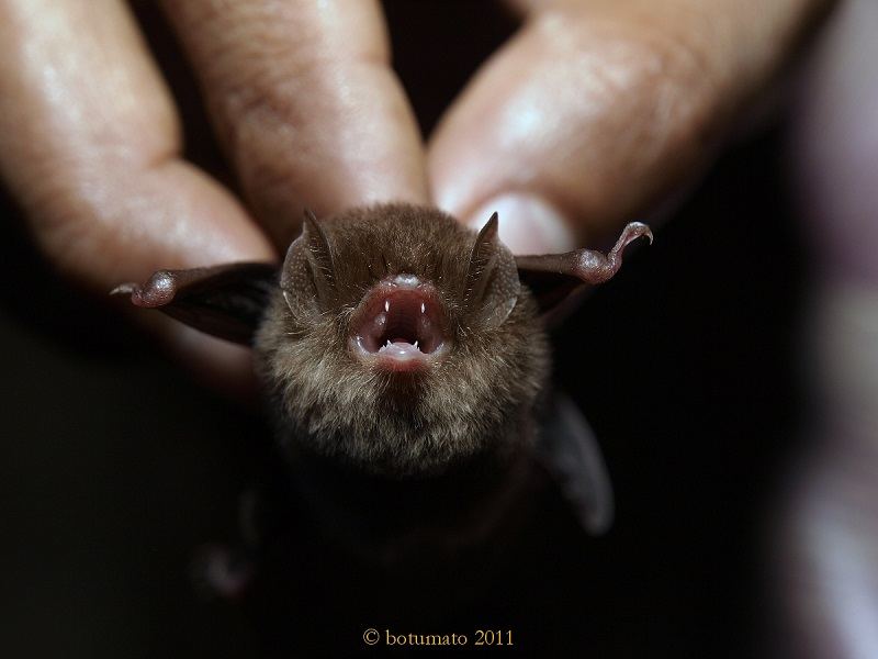 Ugliest Animals Woolly Bats