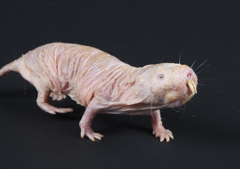 Ugliest Animals Naked Mole Rat