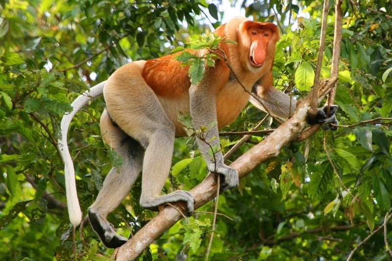 Ugliest Animals Proboscis Monkey Climbing