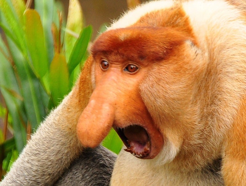 Ugliest Animals Proboscis Monkey Yelling 