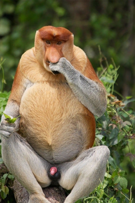 Ugliest Animals Proboscis Monkey