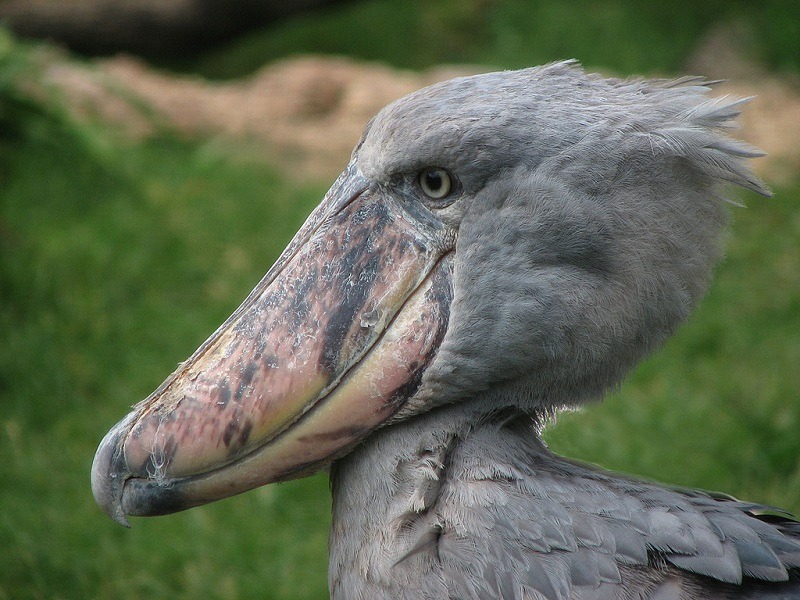 The World s Ugliest Animals