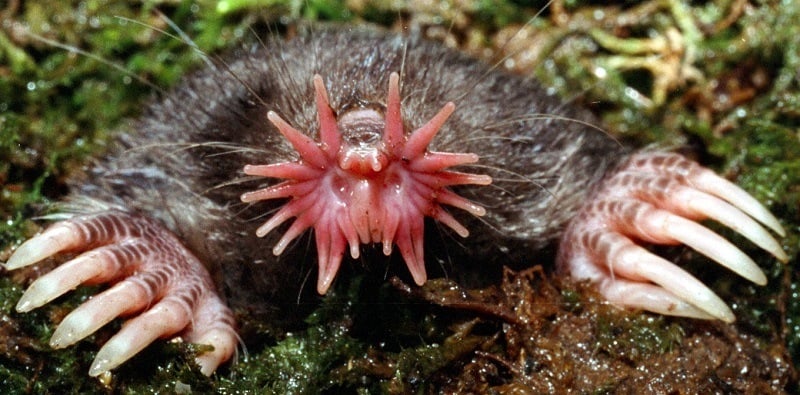 Ugliest Animals Star Nosed Mole