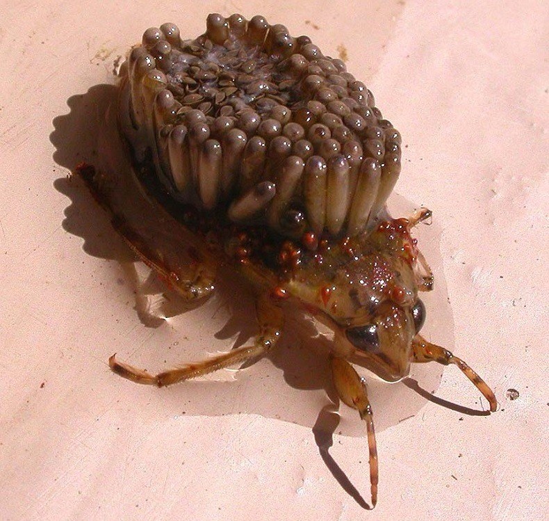 The World s Ugliest Animals