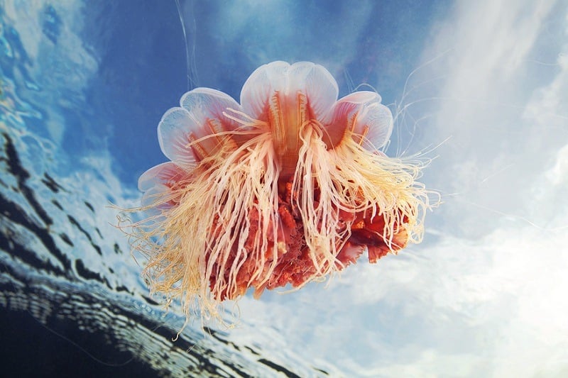 Underwater Photos Jellyfish