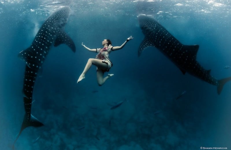 Underwater Photos Whale Shark