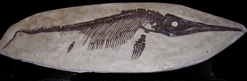 Women Scientists Ichthyosaur Fossil