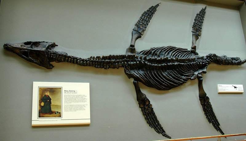 Women Scientists Plesiosaur Fossil