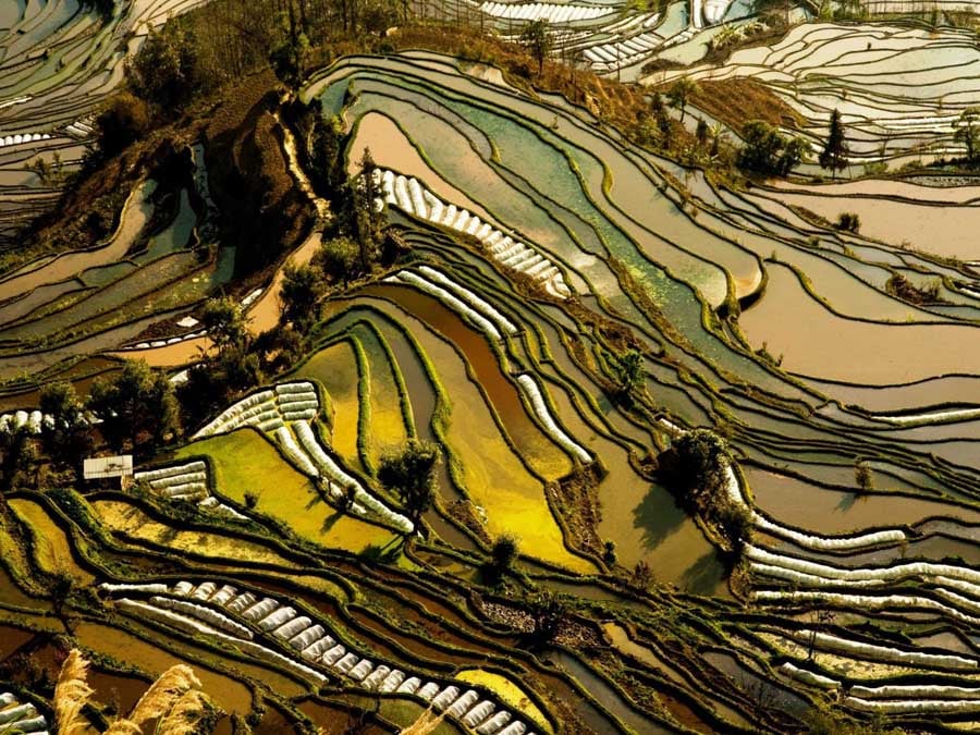 Yuanyang Rice Terraces