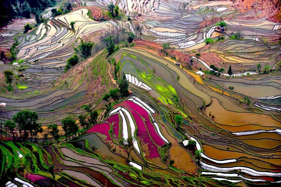 Rice Terraces Photograph