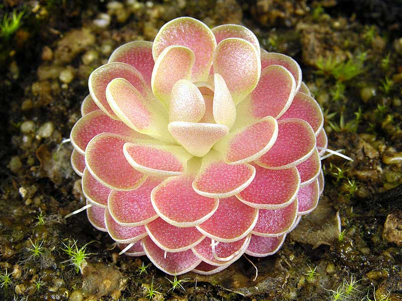 Carnivorous Plants Butterwort