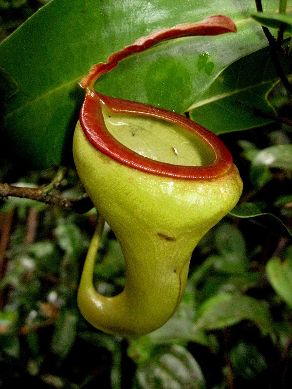Carnivorous Plants Nepenthes
