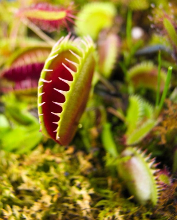 Carnivorous Plants Venus Flytrap