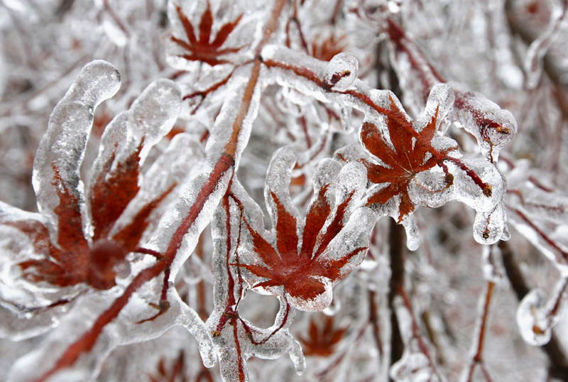 Christmas Ice Storm Leaves