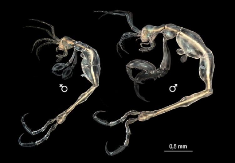 New Species Shrimp