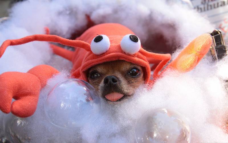 Lobster Dog Parades Costume