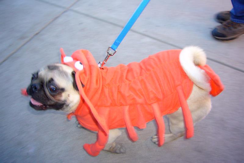 Lobster Pug