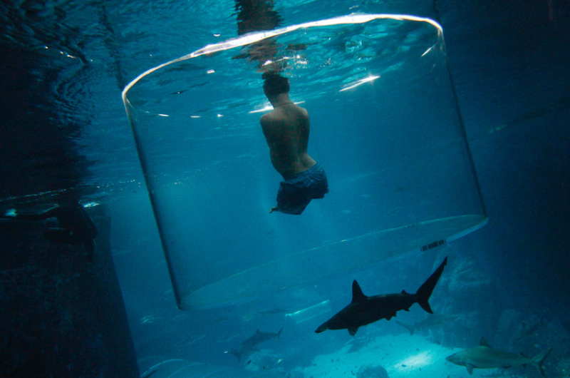 Photos Of 2013 Swimming With Sharks