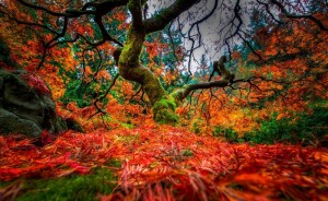 Colorful Japanese Gardens