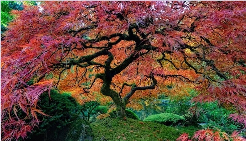 Beautiful Japanese Gardens in Portland