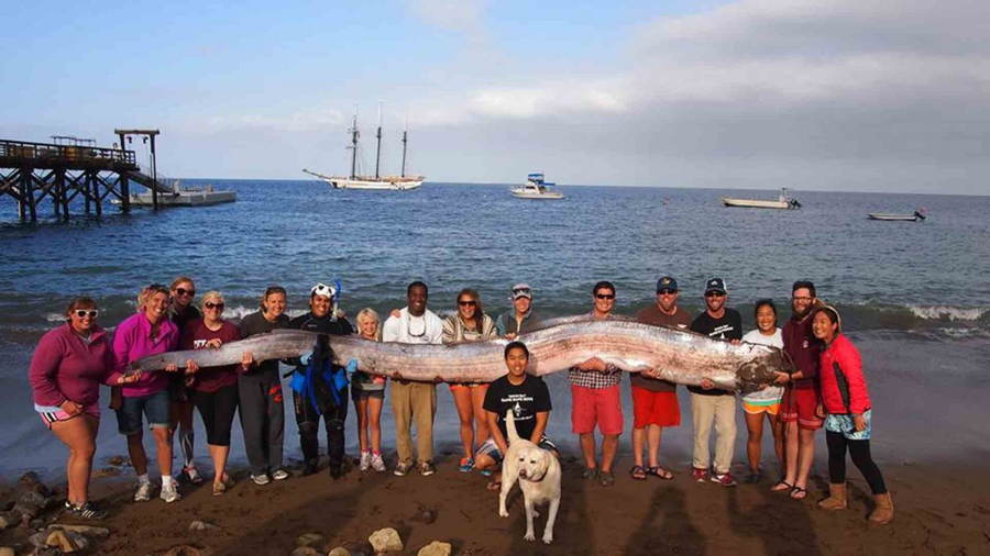 Oarfish