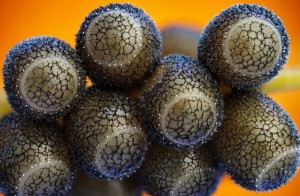 Fish Eggs Under Microscope