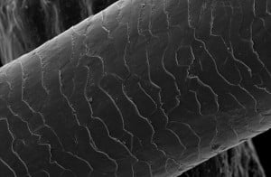 7 Totally Awesome (and Terrifying) Objects Under a Microscope