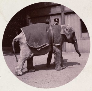 First Kodak Moments Elephant
