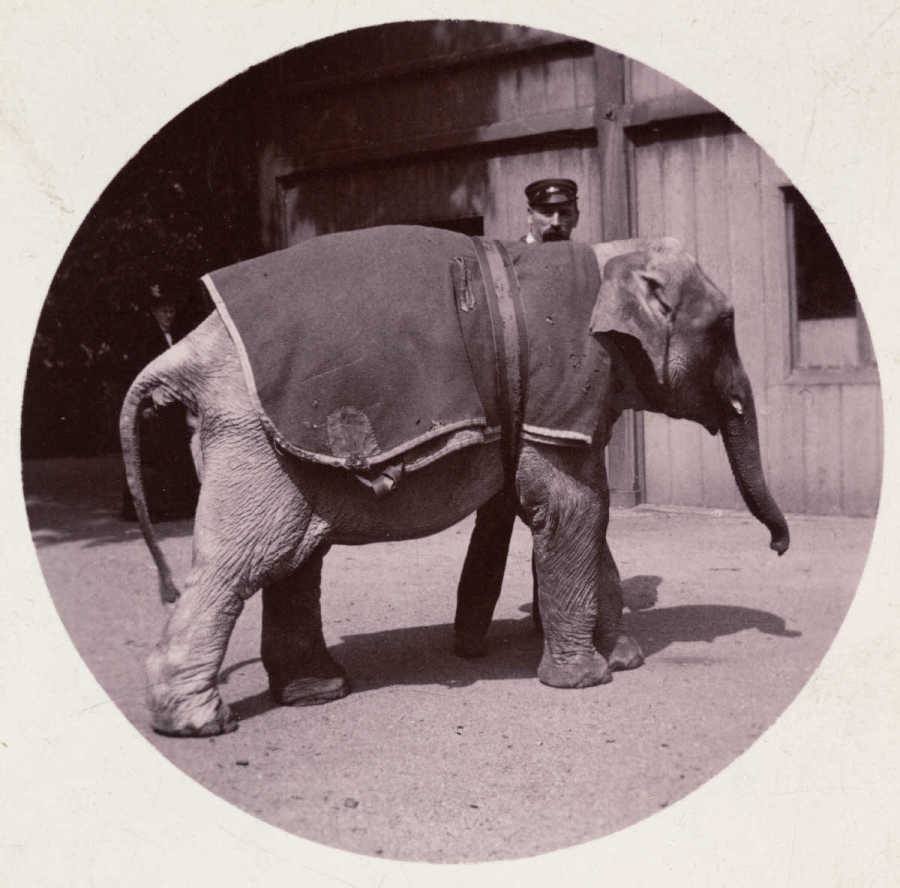 First Kodak Moments Elephant